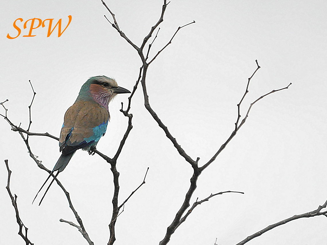 Lilac-breasted_Roller1 Taken in Hluhluwe National Park, South Africa. Coracias caudatus,Lilac-breasted Roller,South Africa