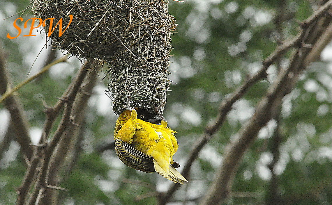 Lesser Masked-Weaver Taken in Royal Natal National Park, South Africa. Lesser Masked Weaver,Ploceus intermedius,South Africa