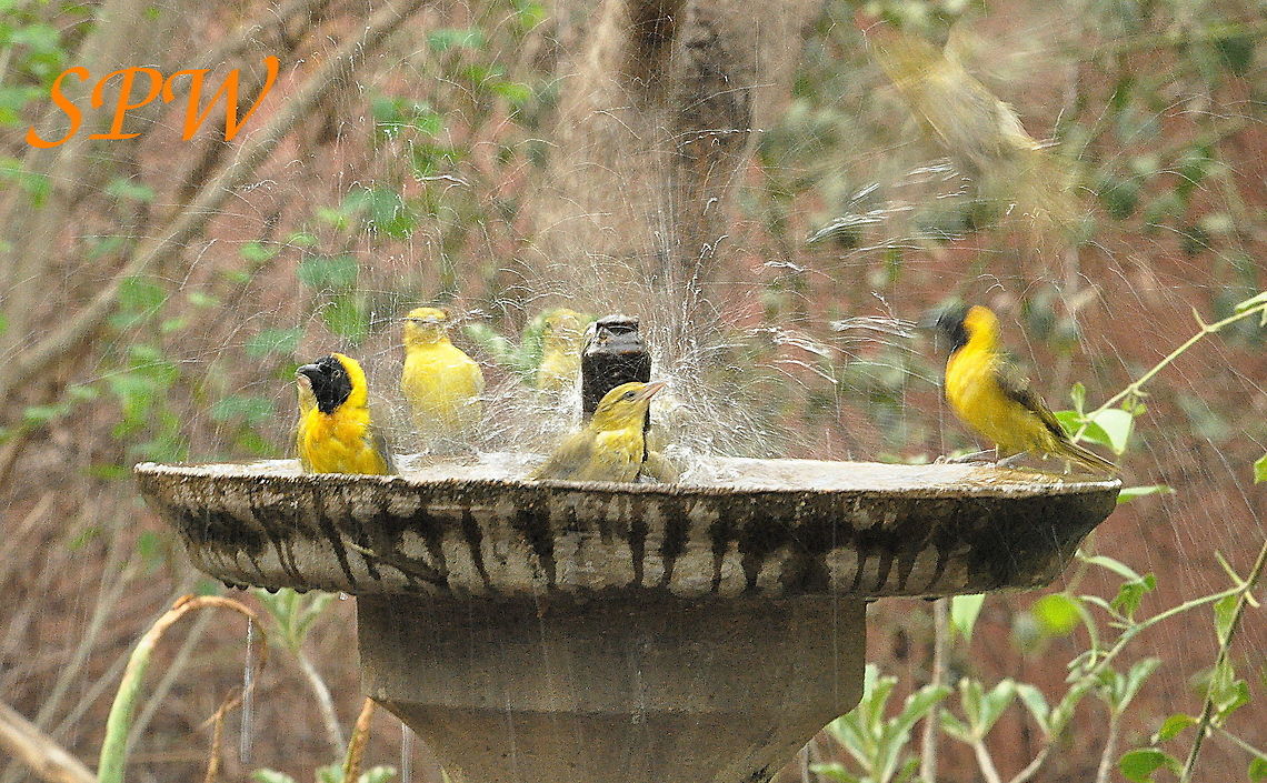 Lesser_Masked-Weaver1 Taken in Kruger National Park, South Africa. Kruger,Lesser Masked Weaver,Ploceus intermedius