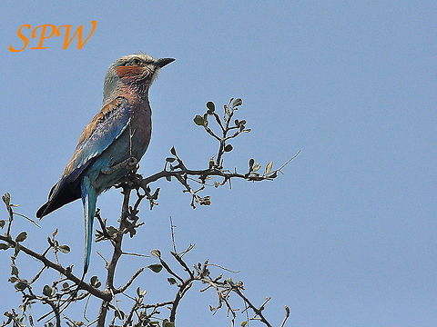 Lilac-breasted Roller Taken in Hluhluwe National Park, South Africa. Coracias caudatus,Lilac-breasted Roller,South Africa
