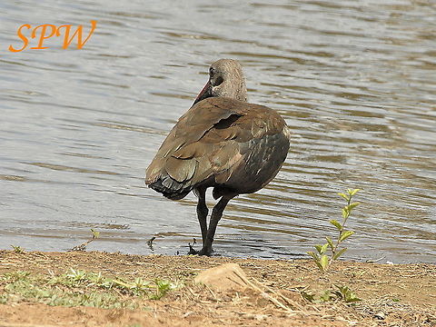 Hadeda_Ibis1 Taken in Kruger national Park, South Africa. Bostrychia hagedash,Hadada Ibis,Kruger