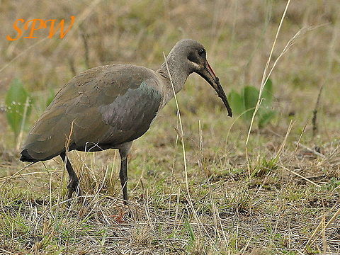 Hadeda_Ibis2 Taken in Ithala national Park, South Africa. Bostrychia hagedash,Hadada Ibis,Kruger