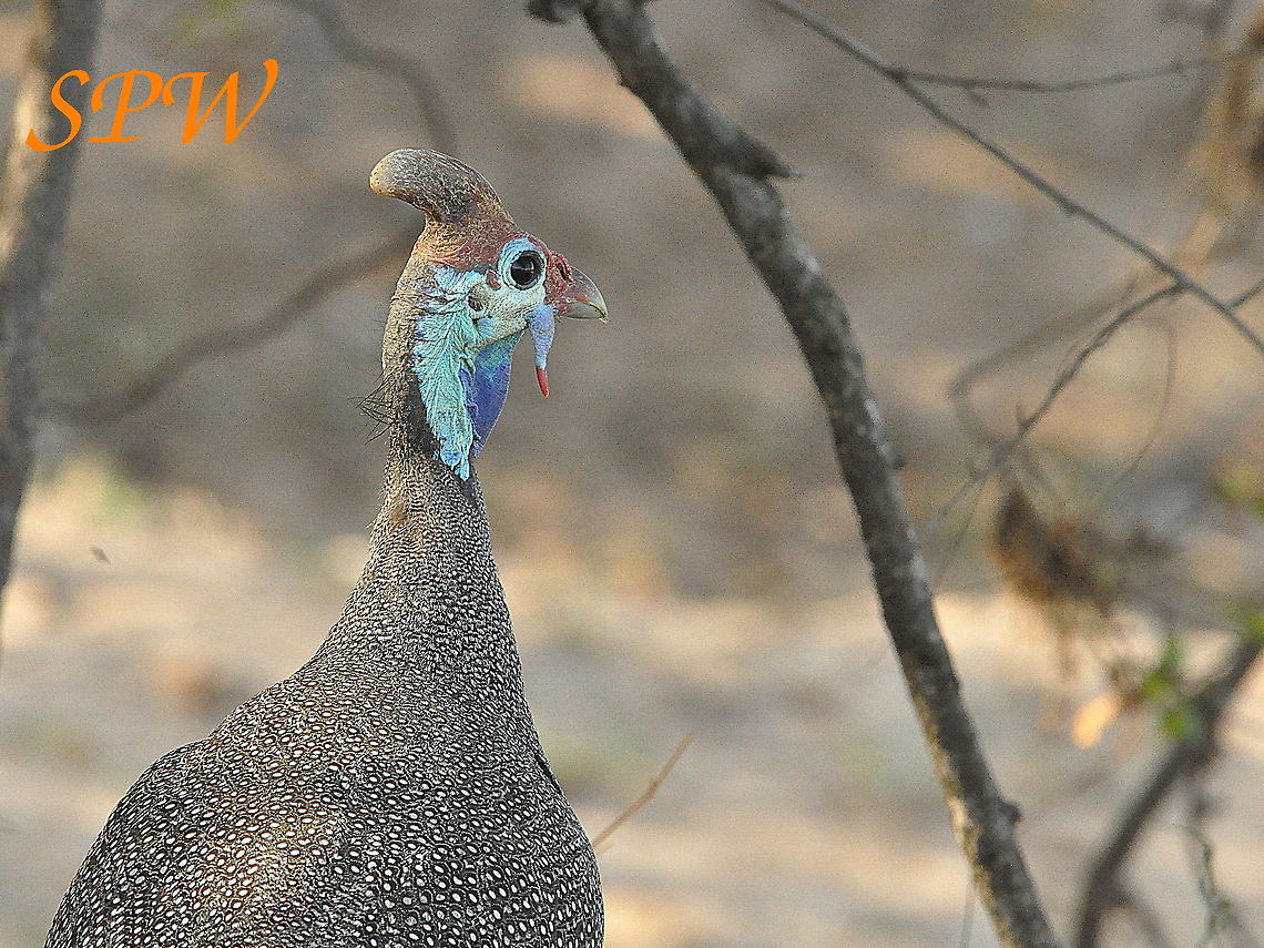 Helmeted_Guineafowl2 Taken in Mkuzi National Park, South Africa. Helmeted Guineafowl,Kruger,Numida meleagris