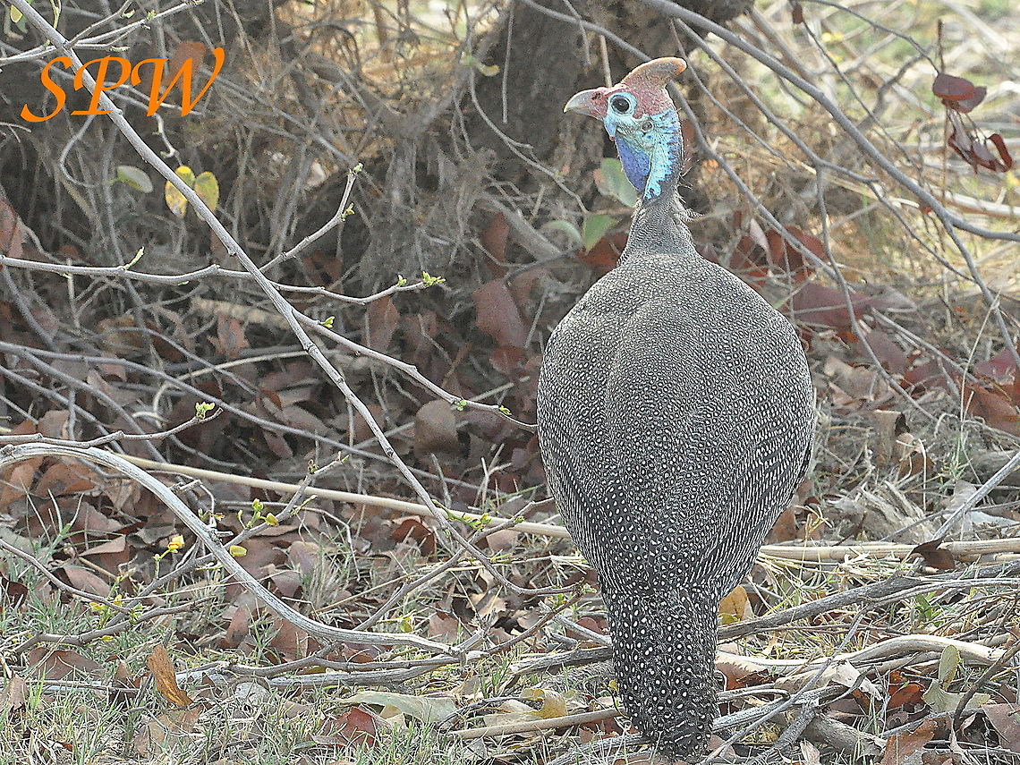 Helmeted_Guineafowl1 Taken in Mkuzi National Park, South Africa. Helmeted Guineafowl,Kruger,Numida meleagris