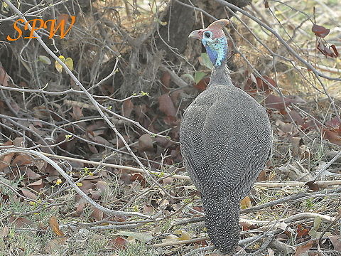 Helmeted_Guineafowl1 Taken in Mkuzi National Park, South Africa. Helmeted Guineafowl,Kruger,Numida meleagris
