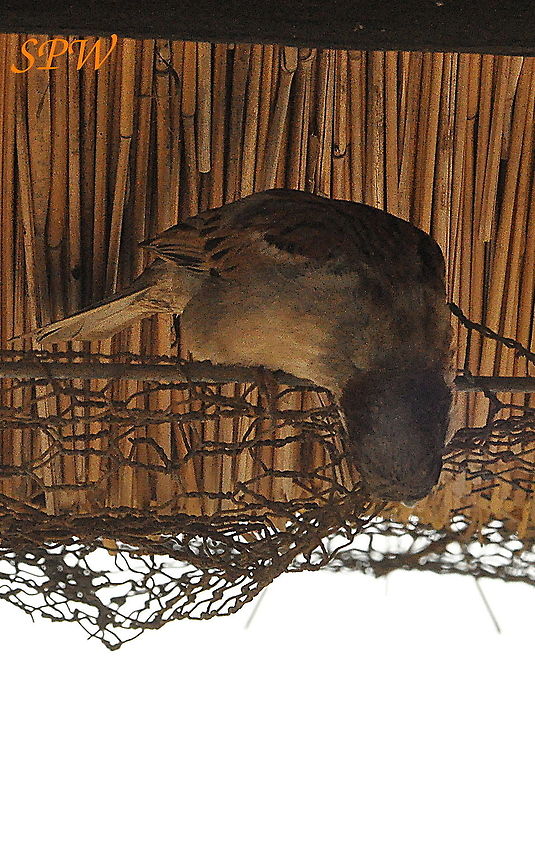 House_Sparrow1 Taken in Kruger National Park, South Africa. House sparrow,Kruger,Passer domesticus