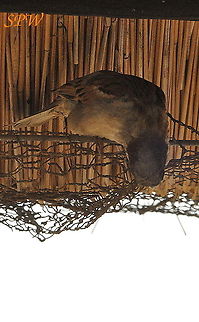 House_Sparrow1 Taken in Kruger National Park, South Africa. House sparrow,Kruger,Passer domesticus