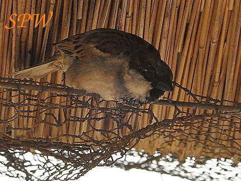 House_Sparrow2 Taken in Kruger National Park, South Africa. House sparrow,Kruger,Passer domesticus