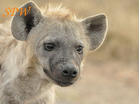 Hyena2 Taken in Kruger National Park, South Africa. Crocuta crocuta,Kruger,Spotted Hyena