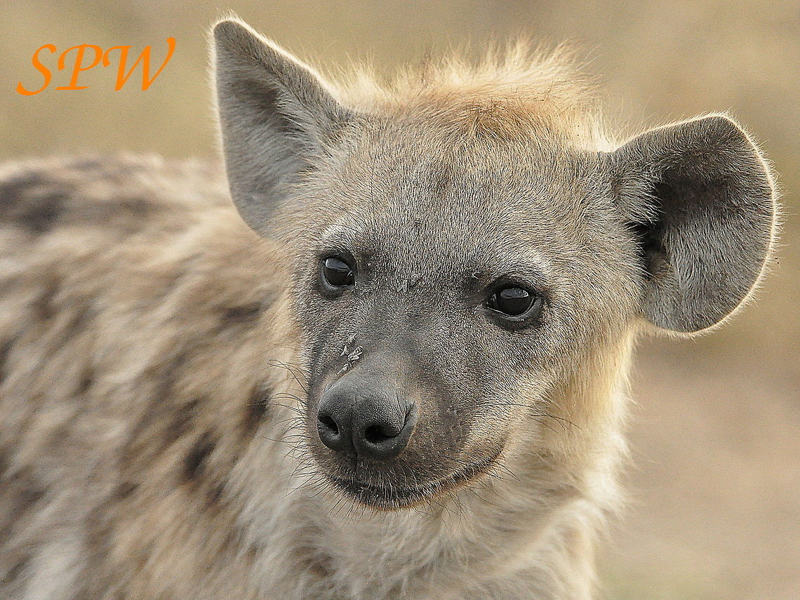 Hyena1 Taken in Kruger National Park, South Africa. Crocuta crocuta,Kruger,Spotted Hyena
