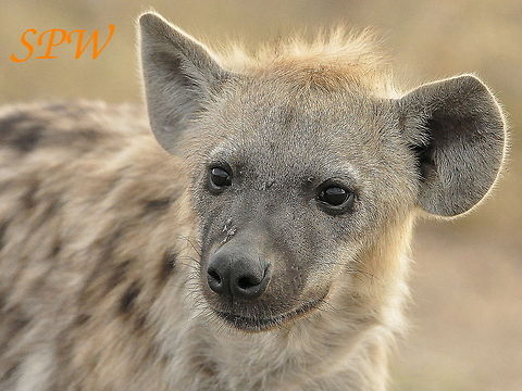 Hyena1 Taken in Kruger National Park, South Africa. Crocuta crocuta,Kruger,Spotted Hyena