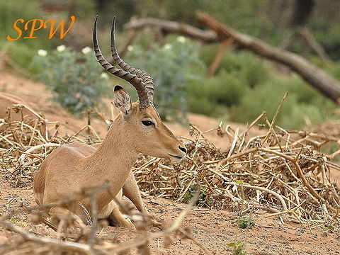 Impala-male1 Taken in Kruger National Park, South Africa. Aepyceros melampus,Impala,Kruger