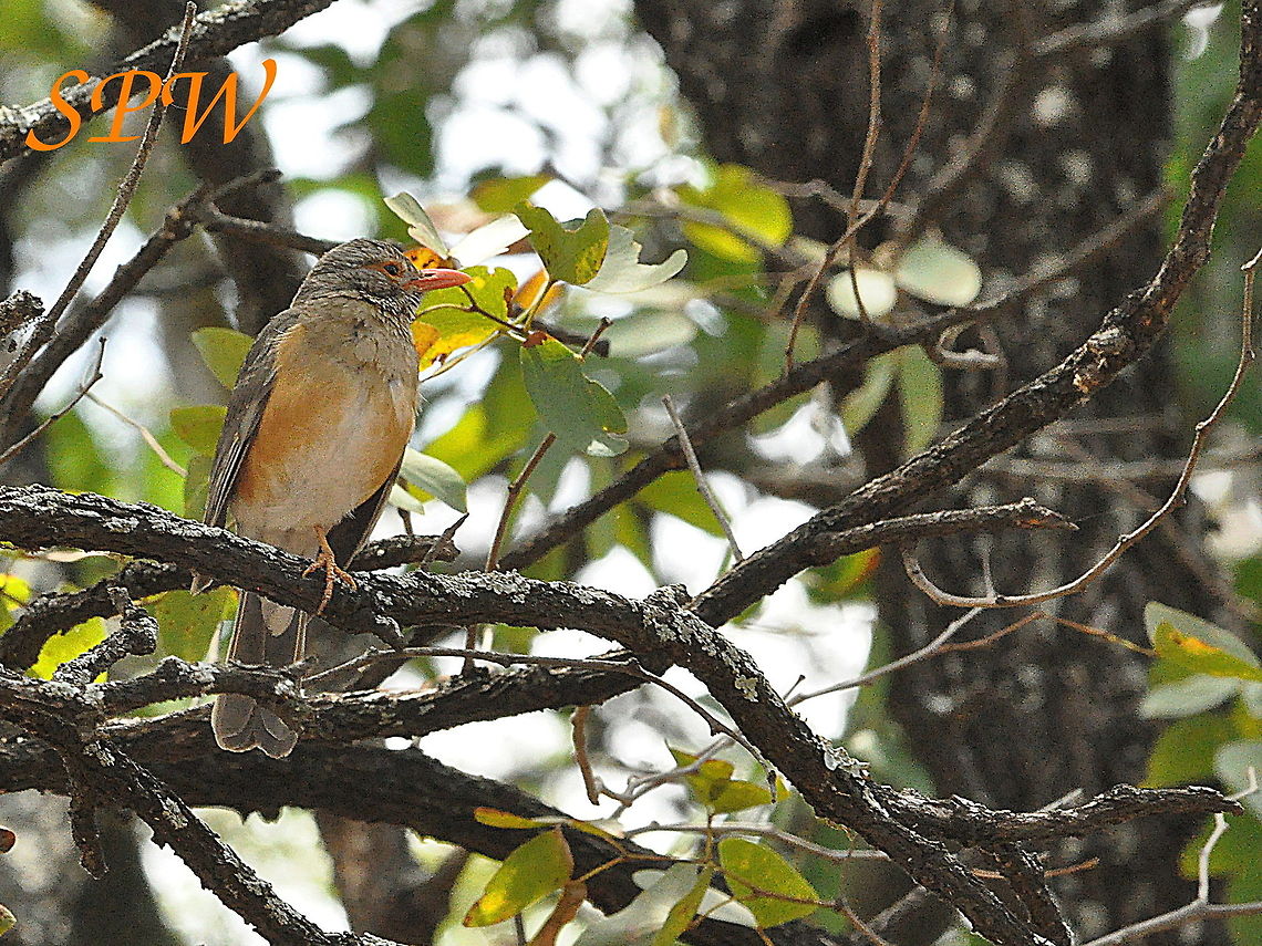 Kurrichane_Thrush1 Taken in Kruger National Park, South Africa. Kruger,Kurrichane thrush,Turdus libonyana