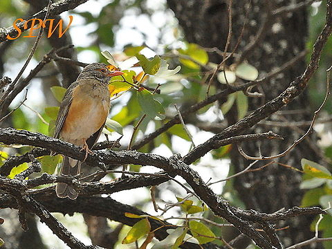 Kurrichane_Thrush1 Taken in Kruger National Park, South Africa. Kruger,Kurrichane thrush,Turdus libonyana