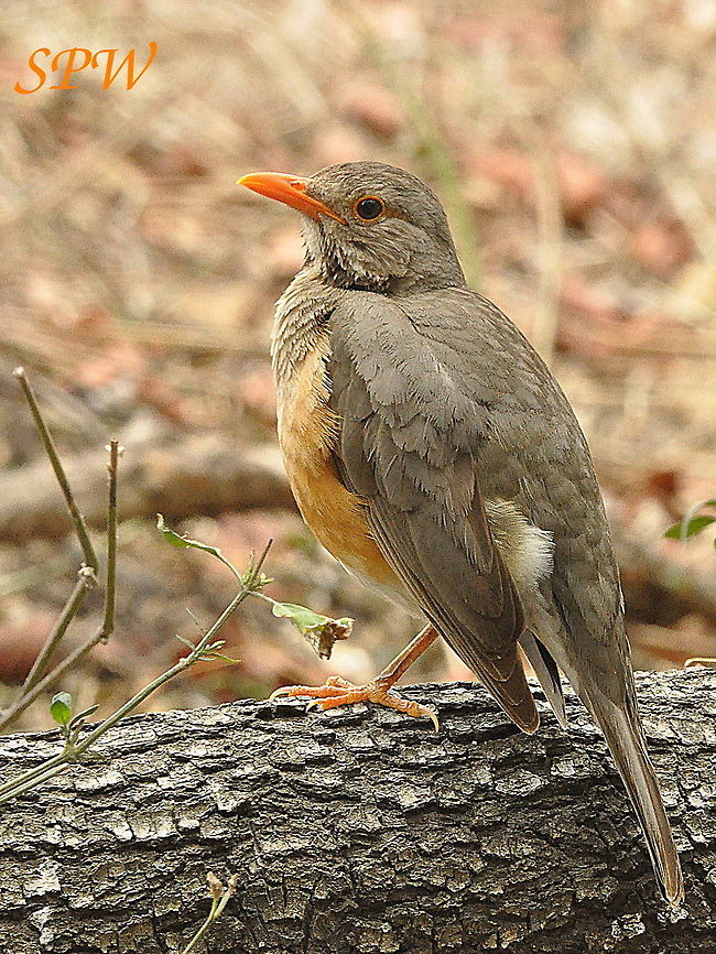 Kurrichane thrush Taken in Kruger National Park, South Africa. Kruger,Kurrichane thrush,Turdus libonyana