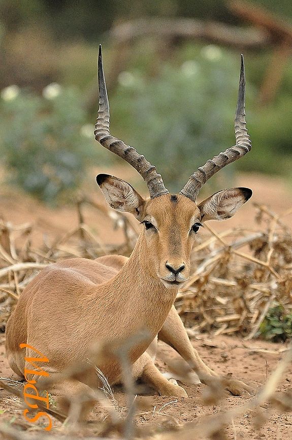 Impala-male2 Taken in Kruger National Park, South Africa. Aepyceros melampus,Impala,Kruger