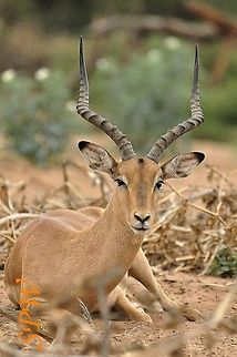 Impala-male2 Taken in Kruger National Park, South Africa. Aepyceros melampus,Impala,Kruger