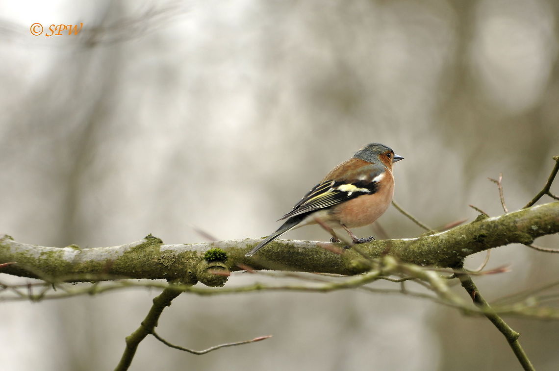 Chaffinch_UK_2015 This was taken at blashford lakes, Ringwood in the UK at the end of april 2015. Chaffinch,Fringilla coelebs