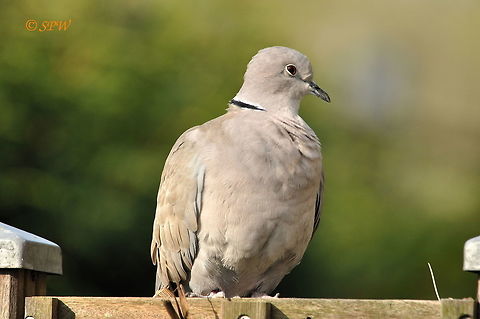 Collared_Dove_NL_2014 This was taken in my front garden in amstelveen, Netherlands in 2014. Eurasian Collared Dove,Streptopelia decaocto