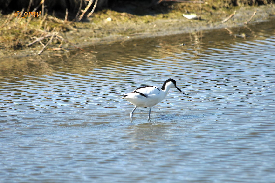 Avocet2_NL_2015 This was taken on the island of texel in the Netherlands at easter 2015. Pied Avocet,Recurvirostra avosetta