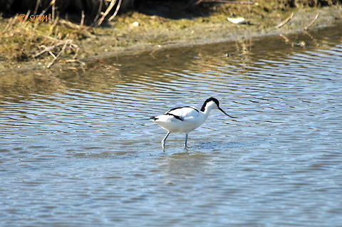 Avocet2_NL_2015 This was taken on the island of texel in the Netherlands at easter 2015. Pied Avocet,Recurvirostra avosetta