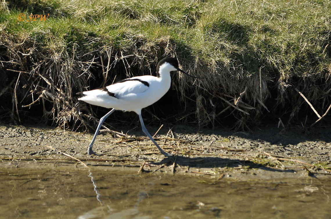 Avocet1_NL_2015 This was taken on the island of texel in the Netherlands at easter 2015. Pied Avocet,Recurvirostra avosetta