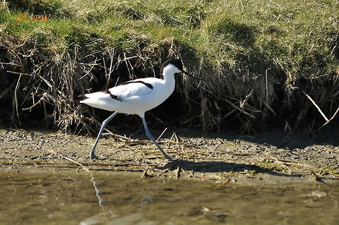Avocet1_NL_2015 This was taken on the island of texel in the Netherlands at easter 2015. Pied Avocet,Recurvirostra avosetta
