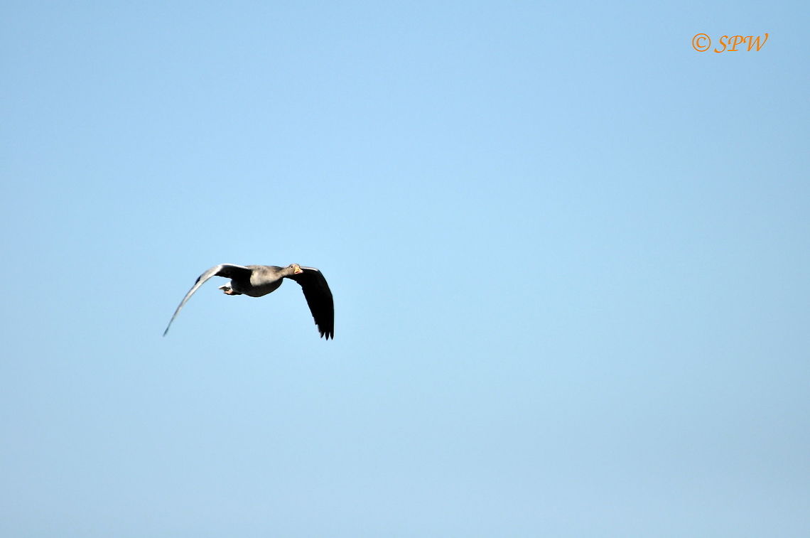 Grey_Lagged_Goose_in_flight_NL_2015 This was taken on the island of texel in the Netherlands at easter 2015. Anser anser,Greylag goose