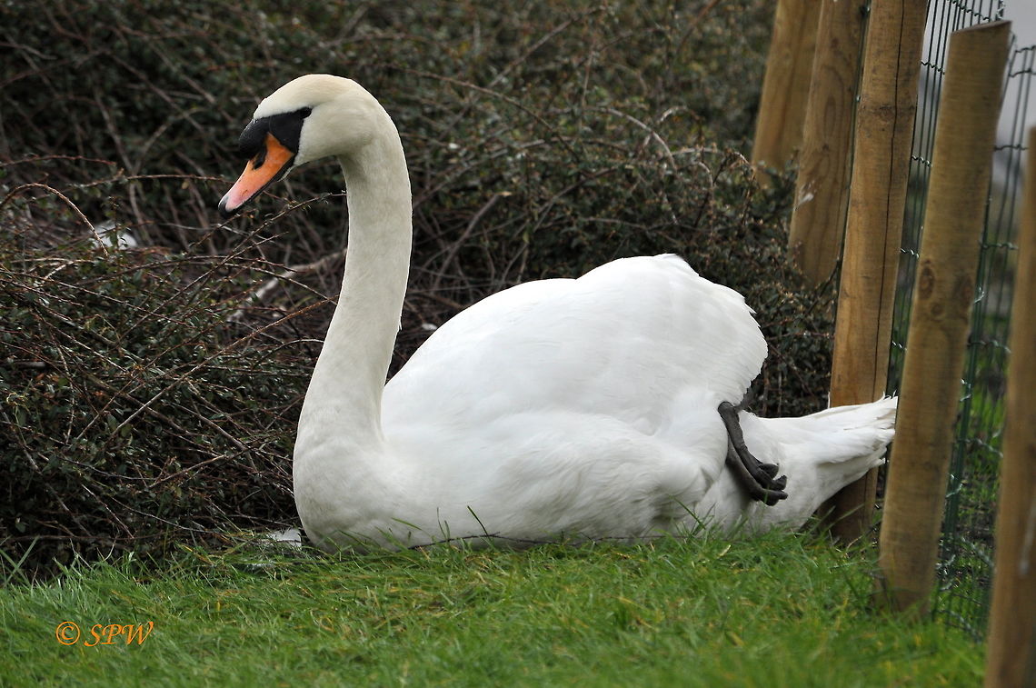Swan_Just_protecting_my_nest This was taken near to my house on a canal in amstelveen in the Netherlands in february 2014. Cygnus olor,Mute Swan