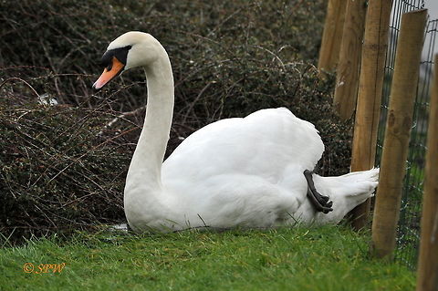 Swan_Just_protecting_my_nest This was taken near to my house on a canal in amstelveen in the Netherlands in february 2014. Cygnus olor,Mute Swan