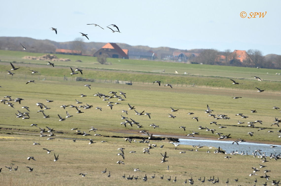 Brent_Geese_Time_to_move!! This was taken on the island of texel in the Netherlands at easter 2015. Brant goose,Branta bernicla