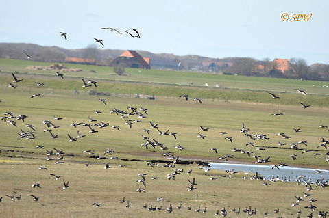 Brent_Geese_Time_to_move!! This was taken on the island of texel in the Netherlands at easter 2015. Brant goose,Branta bernicla