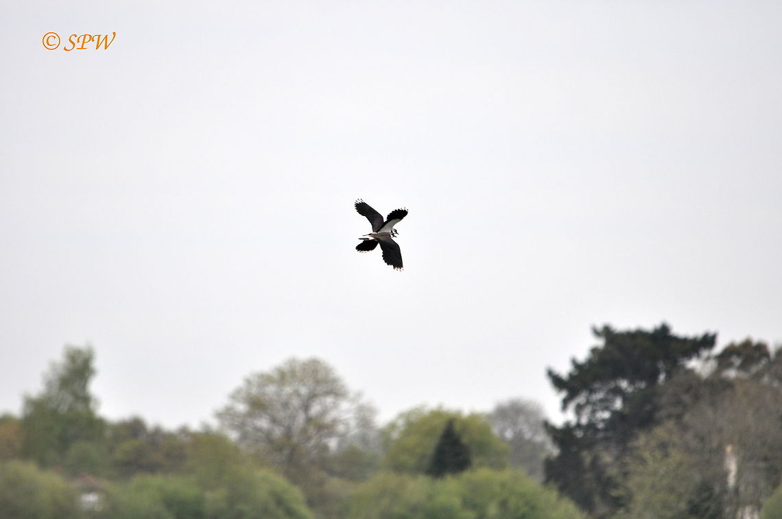 Lapwings_in_display_UK_2015 There where quite a few lapwings displaying and this was taken at blashford lakes, Ringwood in the UK at the end of April. Northern lapwing,Vanellus vanellus