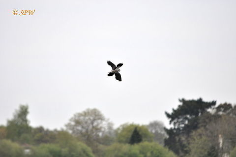 Lapwings_in_display_UK_2015 There where quite a few lapwings displaying and this was taken at blashford lakes, Ringwood in the UK at the end of April. Northern lapwing,Vanellus vanellus