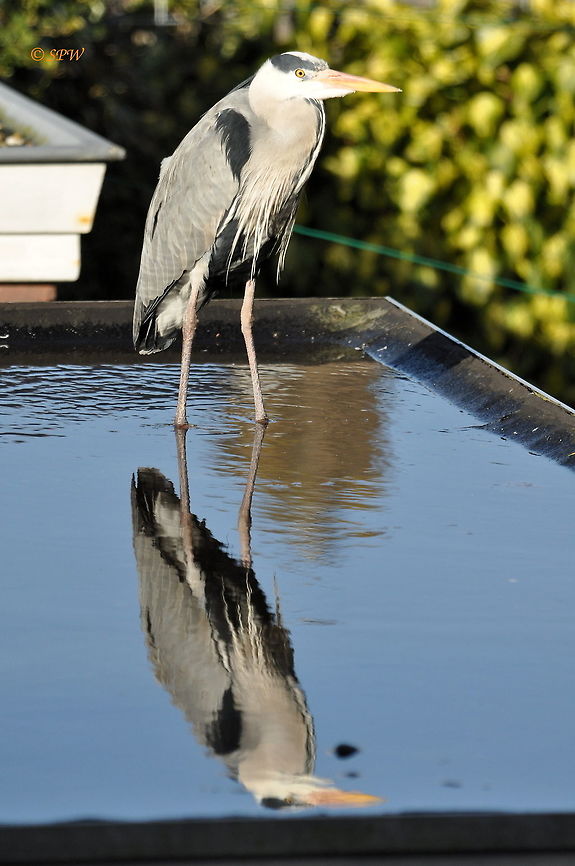 Grey_Heron_Okay,_when_is_lunch_NL_2015 This was taken at the back of my house in Amstelveen in the Netherlands early 2015. This bird comes every day looking for food so it is more a case of right timing. Ardea cinerea,Grey heron