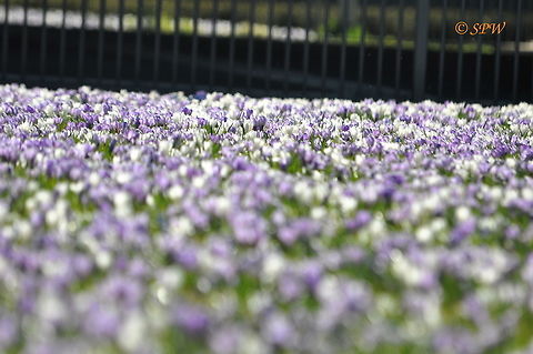 Crocuses_A_roundabout_full_of_them_NL_2015 There is a roundabout in Amsterdam, Netherlands, that is full of crocuses in march. This was taken in March 2015. Crocus vernus,Spring Crocus