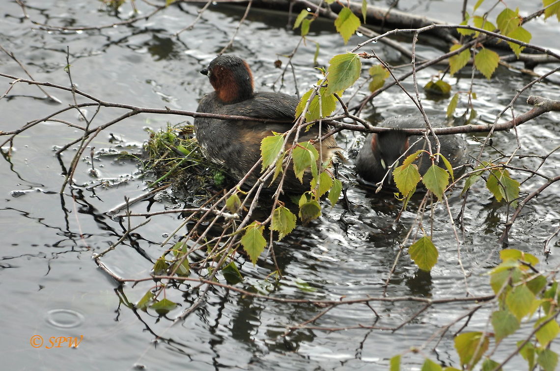 Little_Grebe2_UK_2015 This was taken on blashford lakes, Ringwood in the UK at the end of april 2015. Little Grebe,Tachybaptus ruficollis