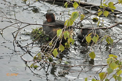 Little_Grebe2_UK_2015 This was taken on blashford lakes, Ringwood in the UK at the end of april 2015. Little Grebe,Tachybaptus ruficollis