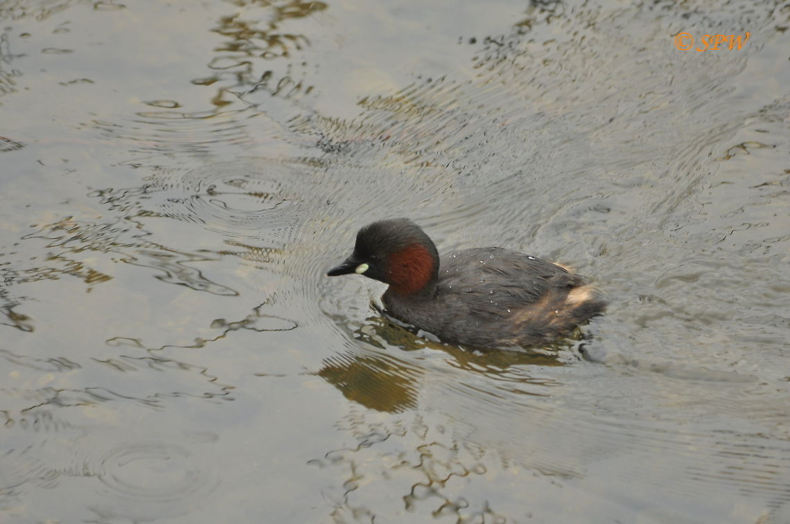 Little_Grebe1_UK_2015 This was taken on blashford lakes, Ringwood in the UK at the end of april 2015. Little Grebe,Tachybaptus ruficollis