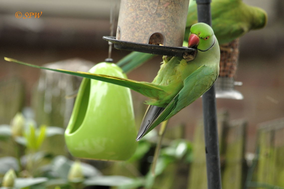 Rose_Ringed_Parakeet-Dutch_version-eating_is_a_swing_in_the_garden This was taken in my back garden in Amstelveen in the Netherlands in april 2015. I see these birds most days (especially in the months after young ones have been born) so it is just a case of getting the timing right. Psittacula krameri,Rose-ringed parakeet