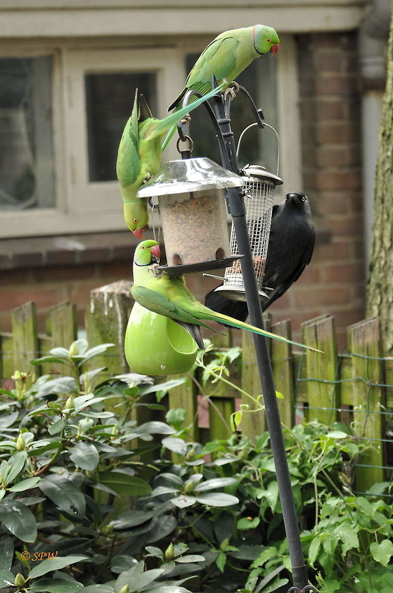 Rose_Ringed_Parakeet-Dutch_version-mayhem_at_the_dinner_table This was taken in my back garden in Amstelveen in the Netherlands in april 2015. I see these birds (parakeets and jackdaws) most days (especially in the months after young ones have been born) so it is just a case of getting the timing right. I often hear a war of noise between the youngsters from both types as they battle for the food.  Psittacula krameri,Rose-ringed parakeet