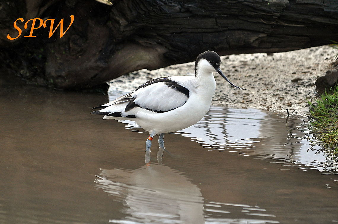 Avocet Common bird on the Dutch island of Texel Pied Avocet,Recurvirostra avosetta