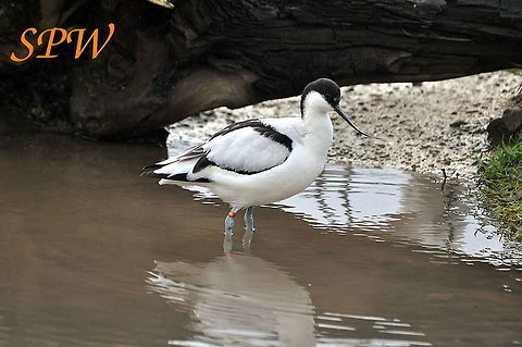 Avocet Common bird on the Dutch island of Texel Pied Avocet,Recurvirostra avosetta