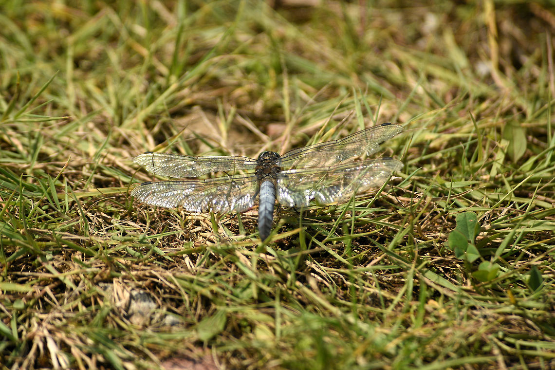 Black-tailed skimmer There are alot of these in the Nationaal Park De Biesbosch. Black-tailed skimmer,Geotagged,Netherlands,Orthetrum cancellatum,Summer