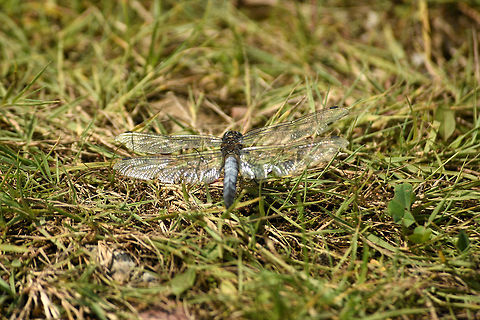 Black-tailed skimmer There are alot of these in the Nationaal Park De Biesbosch. Black-tailed skimmer,Geotagged,Netherlands,Orthetrum cancellatum,Summer