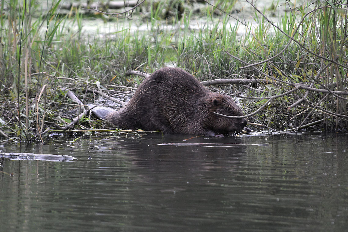 Eurasian_Beaver1 There are around 300 in the Nationaal Park De Biesbosch and if you know when and where to see them they are fairly photogenic. Castor fiber,Eurasian Beaver,Geotagged,Netherlands,Summer