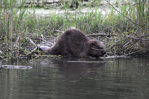 Eurasian_Beaver1 There are around 300 in the Nationaal Park De Biesbosch and if you know when and where to see them they are fairly photogenic. Castor fiber,Eurasian Beaver,Geotagged,Netherlands,Summer