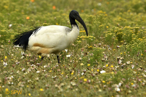 West Coast African Sacred Ibis Taken in west coast national park, South Africa in September 2016 African Sacred Ibis,Geotagged,South Africa,Threskiornis aethiopicus,West Coast NP,spring