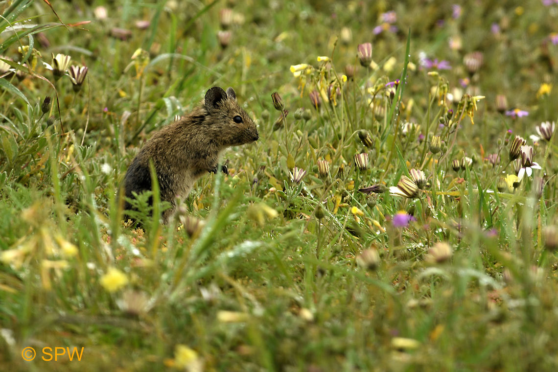 West Coast Bush vlei rat This was taken in the west coast national park, South Africa in september 2016 Bush vlei rat,Geotagged,Myotomys unisulcatus,South Africa,West Coast NP,spring