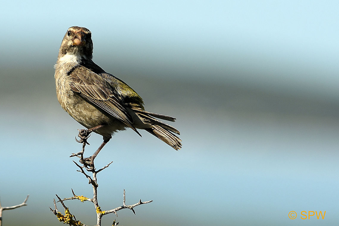 West Coast White-throated Canary Taken in west coast national park, South Africa in September 2016 Crithagra albogularis,Geotagged,South Africa,West Coast NP,White-throated Canary,spring